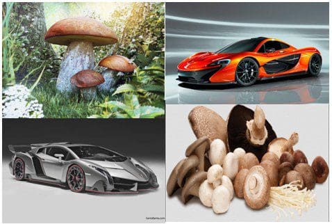 mushrooms-cars