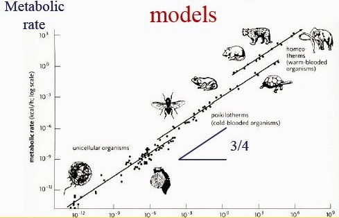 Metabolic rate vs Mass