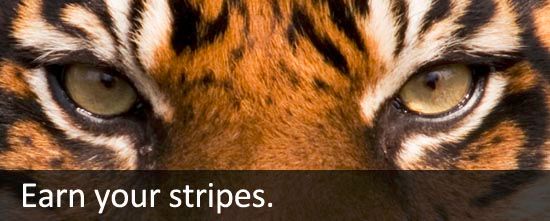 Stanford - earn your stripes