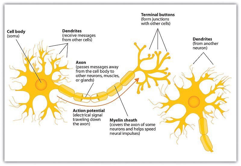 Deep Learning Key Terms, Explained