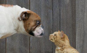 Cats_n_Dogs
