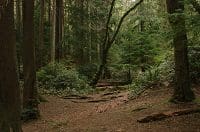dense-forest