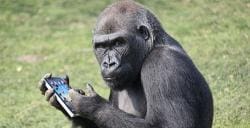 Or is it the Gorilla Guide???