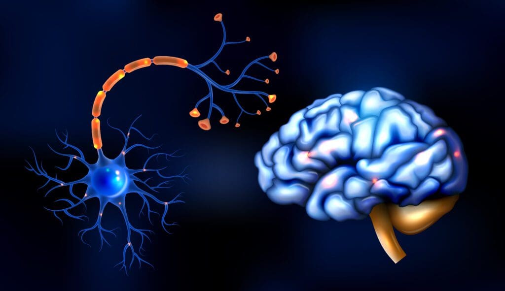 Efficiency Spells the Difference Between Biological Neurons and Their Artificial Counterparts - Vimarsana News
