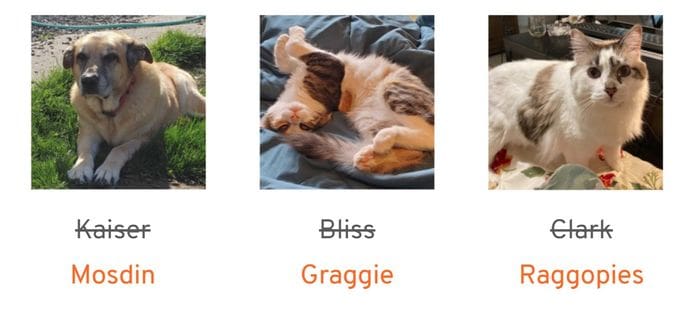 Pets with generated names
